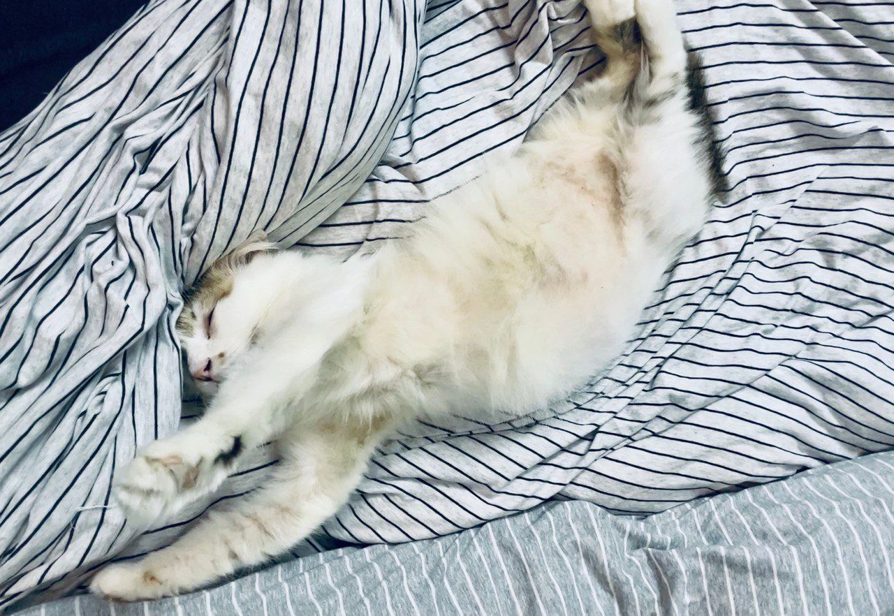 a fat white cat stretching sleepily as he sleeps on striped bed covers